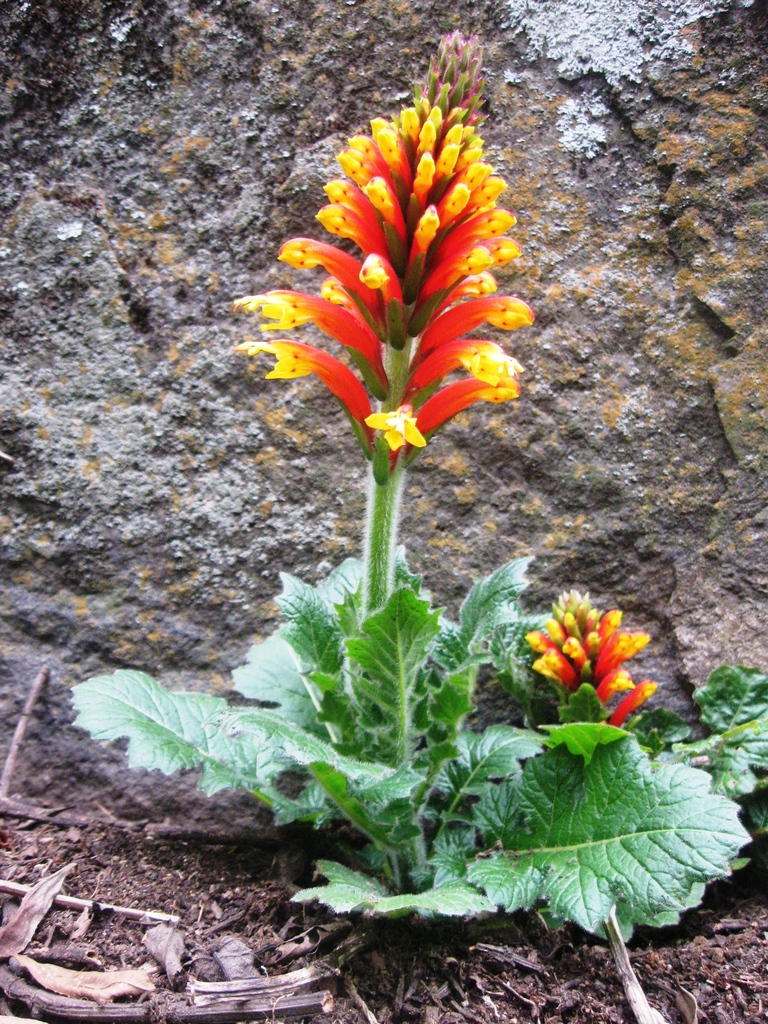 Aphelandra lyrata