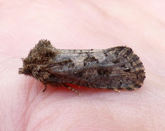 Acrolophus arcanella