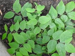 Gymnocladus dioicus