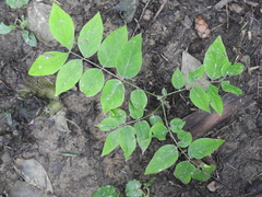 Gymnocladus dioicus