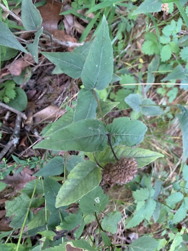 Monarda bradburiana