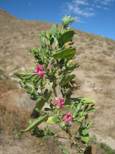 Ruellia floribunda, photograph 6