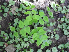 Gymnocladus dioicus