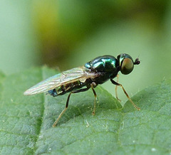Microchrysa polita
