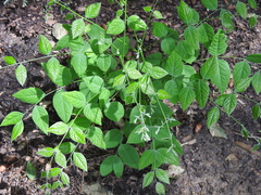 Gymnocladus dioicus