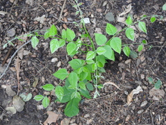 Gymnocladus dioicus