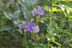 Phacelia grandiflora