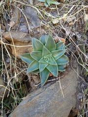 Dudleya alainae