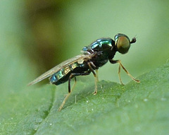 Microchrysa polita