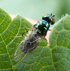 Microchrysa polita