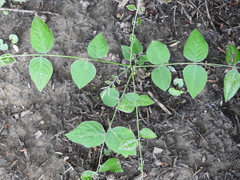 Gymnocladus dioicus
