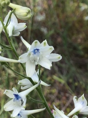 Delphinium leucophaeum
