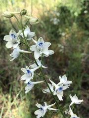 Delphinium leucophaeum