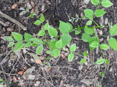 Gymnocladus dioicus