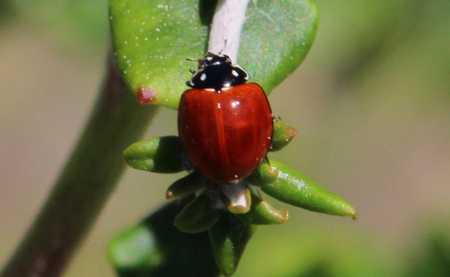 Spotless Lady Beetle from Central Berkeley, Berkeley, CA, USA on June ...