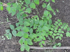 Gymnocladus dioicus
