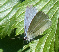 Celastrina neglecta