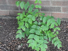 Gymnocladus dioicus