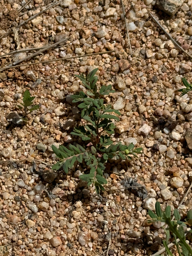 Image of Euphorbia rayturneri by (c) CK2AZ, some rights reserved (CC BY)