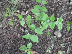 Gymnocladus dioicus