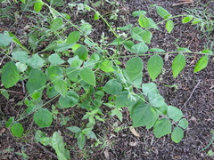 Gymnocladus dioicus