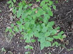 Gymnocladus dioicus