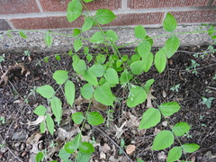 Gymnocladus dioicus