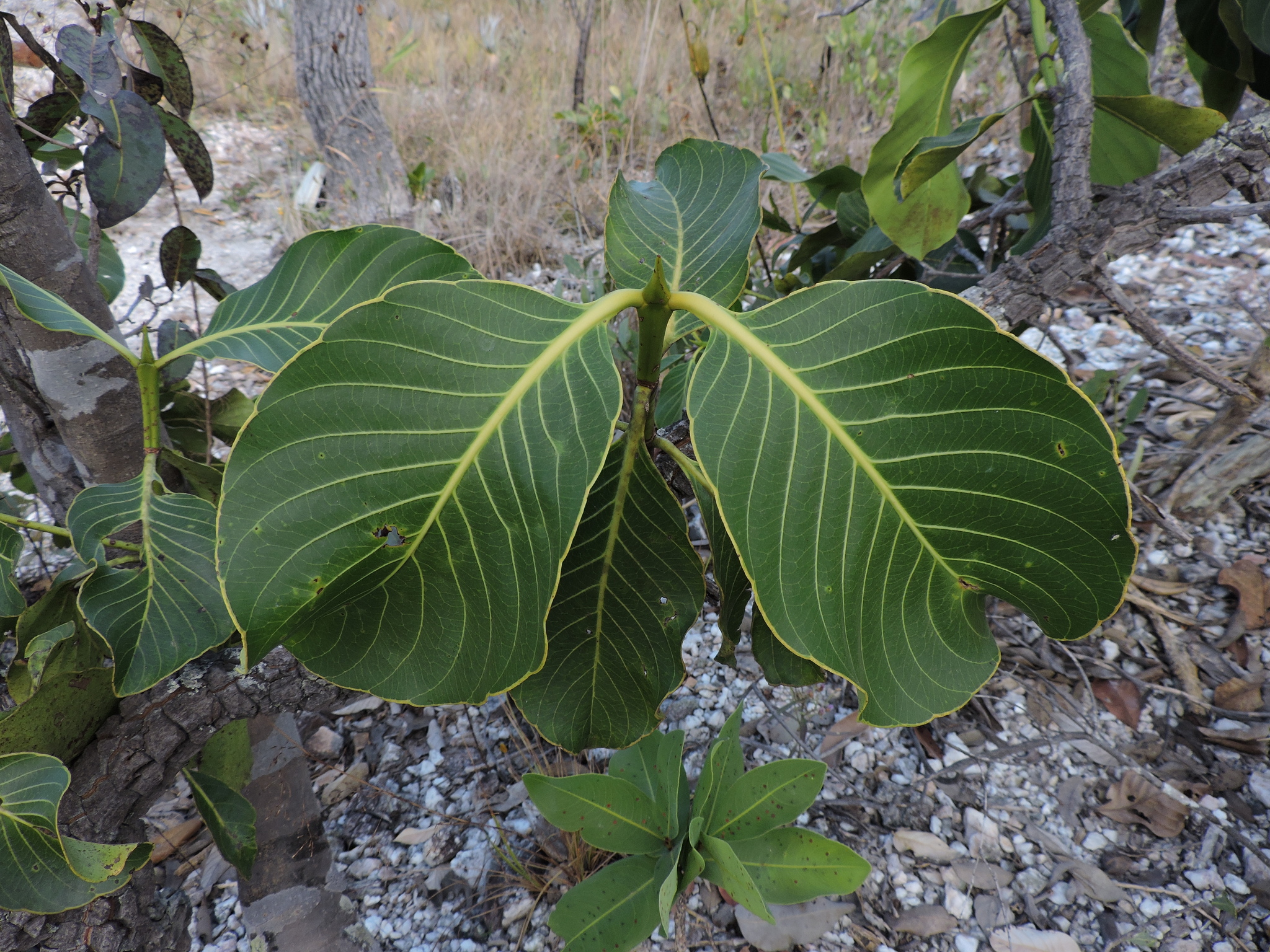 Palicourea rigida