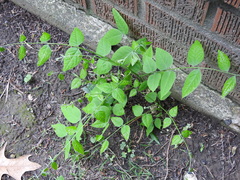 Gymnocladus dioicus
