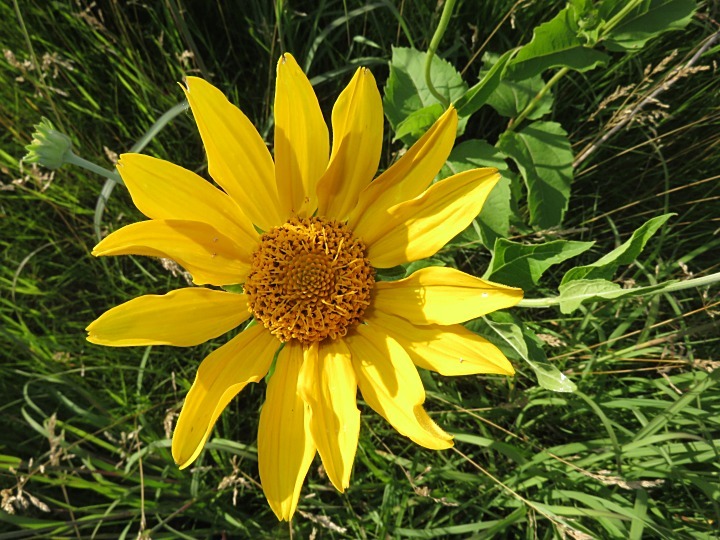 Heliopsis helianthoides var. scabra