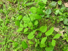 Gymnocladus dioicus