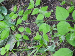 Gymnocladus dioicus