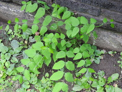 Gymnocladus dioicus