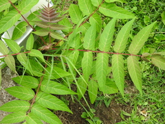 Ailanthus altissima