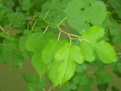Morus alba