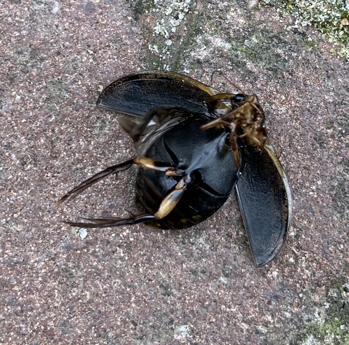 Lesser Diving-beetle, Raadhuisplein, Liempde, Brabant, NL, photo 8 of 10
