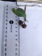 Xanthostemon chrysanthus