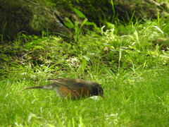 Turdus migratorius