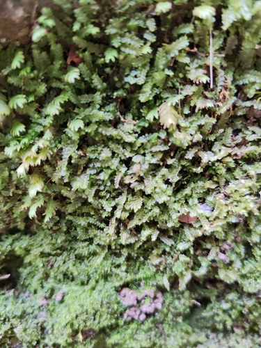 Craven Featherwort (Pedinophyllum interruptum)
