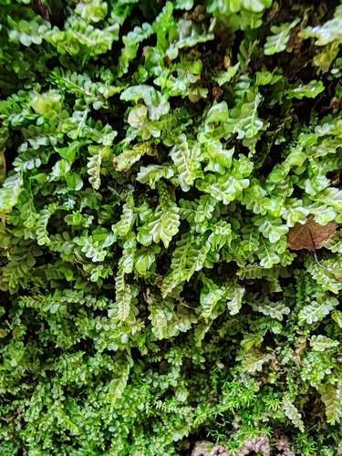 Image of Craven Featherwort (Pedinophyllum interruptum) by (c) Ljaž, some rights reserved (CC BY)