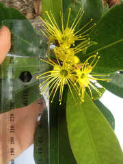 Xanthostemon chrysanthus