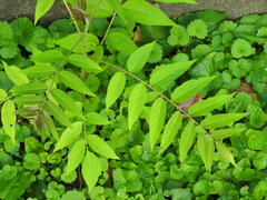 Ailanthus altissima