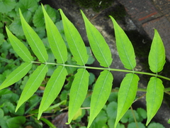Ailanthus altissima