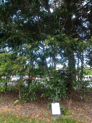 Xanthostemon chrysanthus