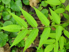 Ailanthus altissima