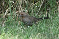 Melozone crissalis
