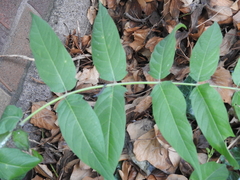 Ailanthus altissima