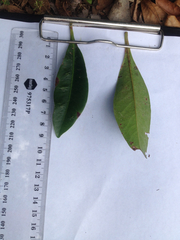 Xanthostemon chrysanthus