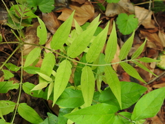 Ailanthus altissima
