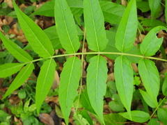 Ailanthus altissima